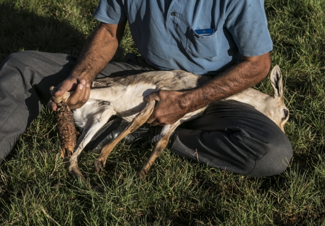 Hatay'da yaralı halde bulunan dağ ceylanı yavrusu koruma altında